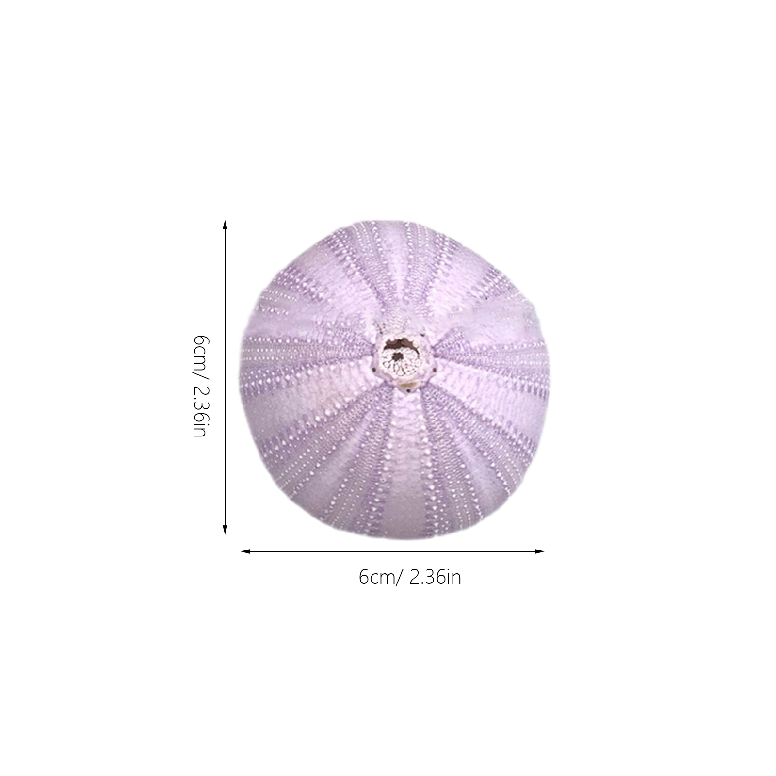 6Pcs Sea Urchin Shell Decor Na - Aquarium Plant In Pot review and price