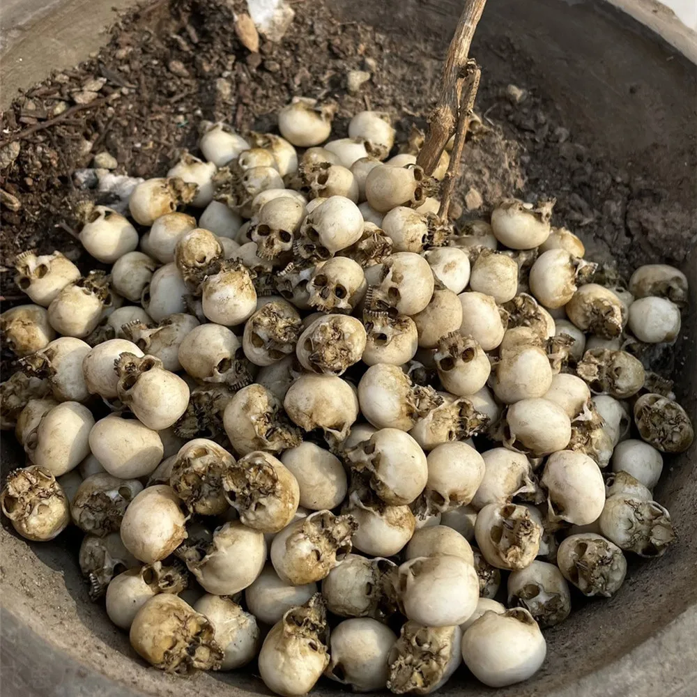 Mini Skull High Quality Miniat - Aquarium Plant In Pot review and price