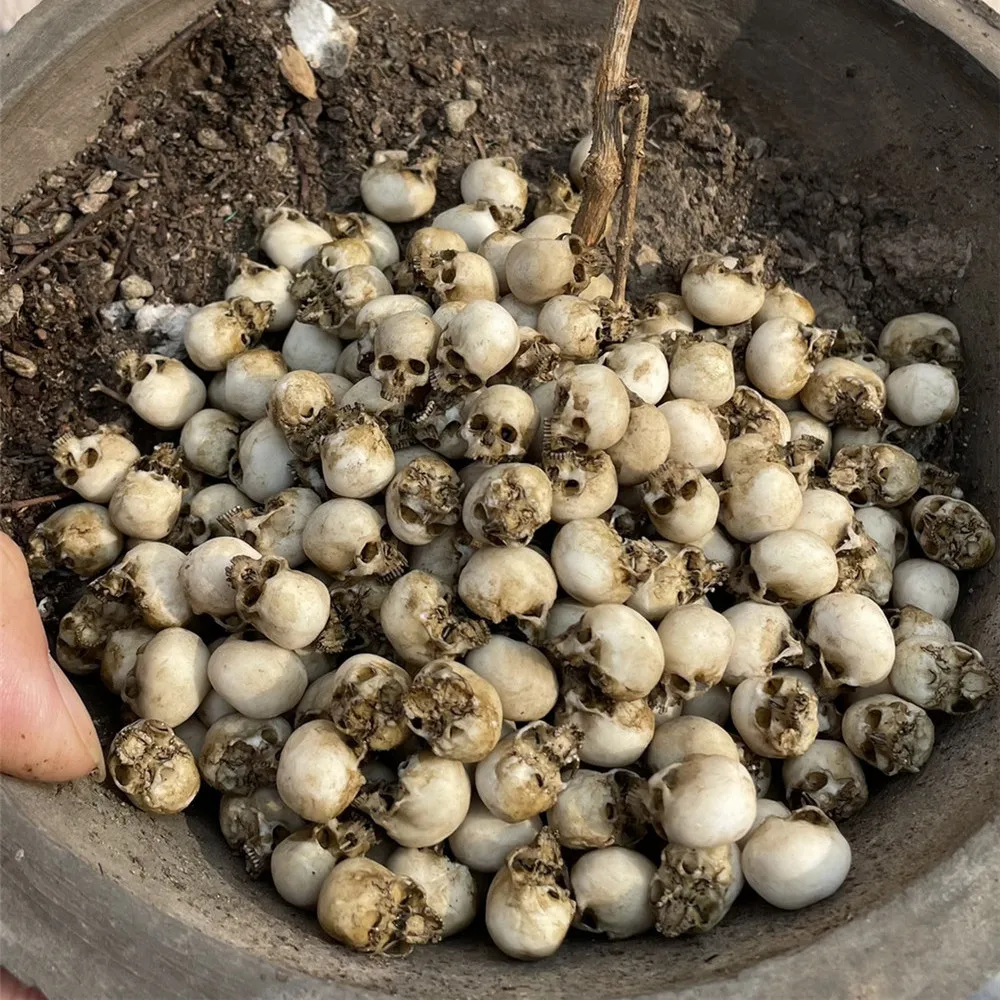 Mini Skull High Quality Miniat - Aquarium Plant In Pot review and price