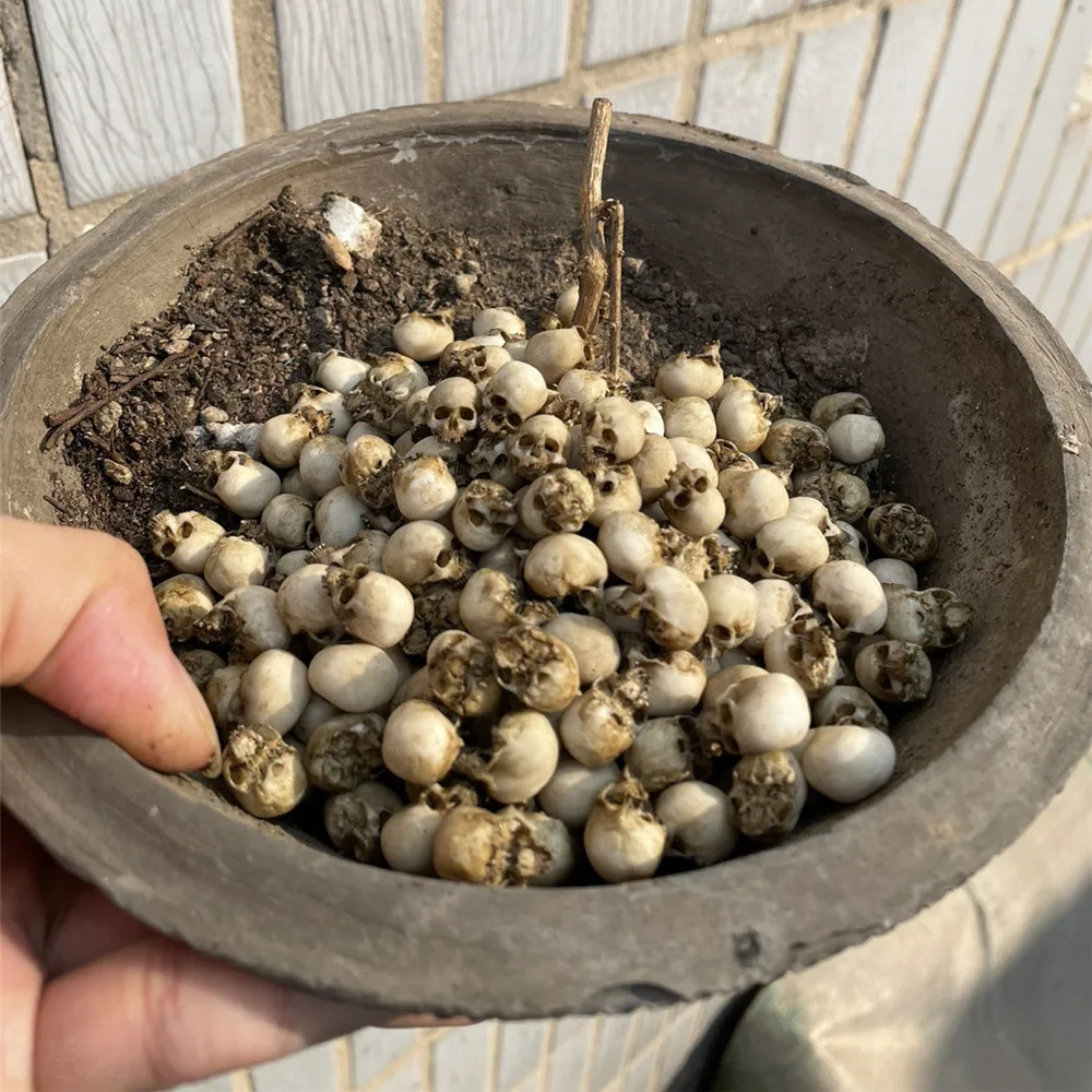 Mini Skull High Quality Miniat - Aquarium Plant In Pot review and price